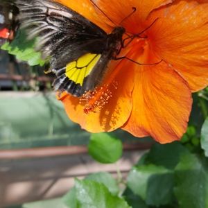 Meet your Posher, Nilgün